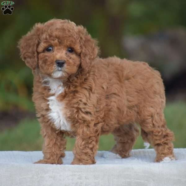 Viola, Cavapoo Puppy